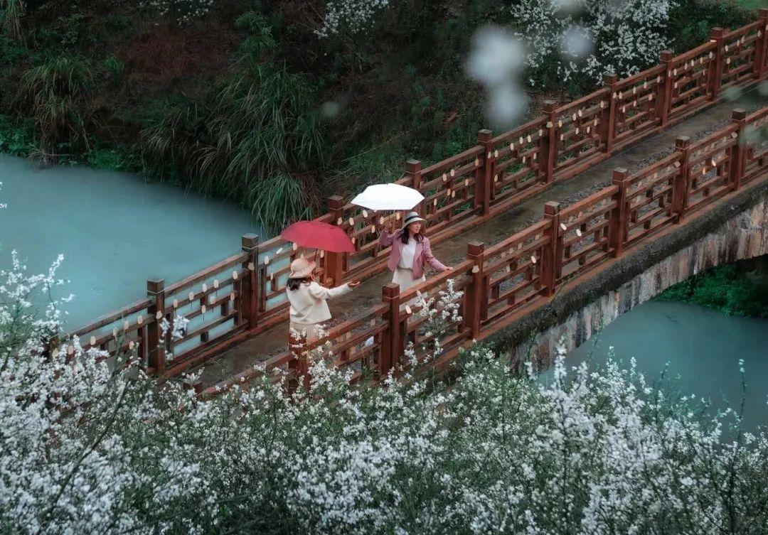 超出片!福州这些花海浪漫到心坎上啦