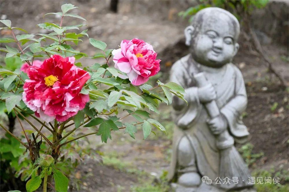 超出片!福州这些花海浪漫到心坎上啦