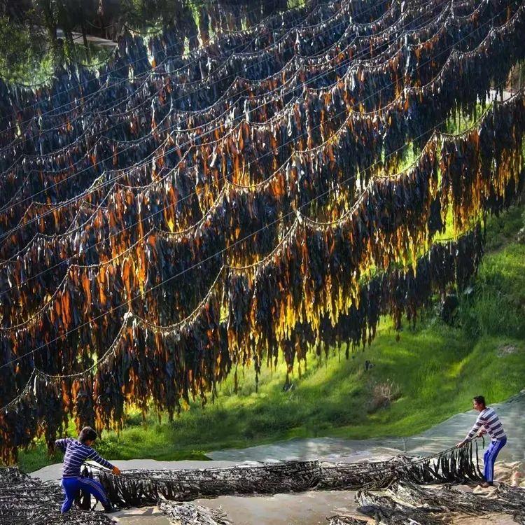 2025年独家一期/霞浦非遗妈祖文化节、海带季、滩涂风光摄影团