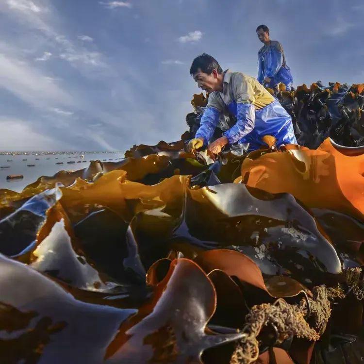2025年独家一期/霞浦非遗妈祖文化节、海带季、滩涂风光摄影团