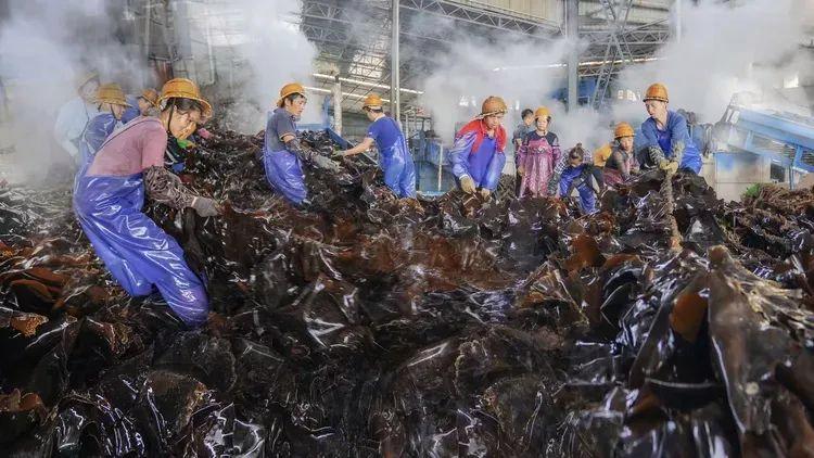 2025年独家一期/霞浦非遗妈祖文化节、海带季、滩涂风光摄影团