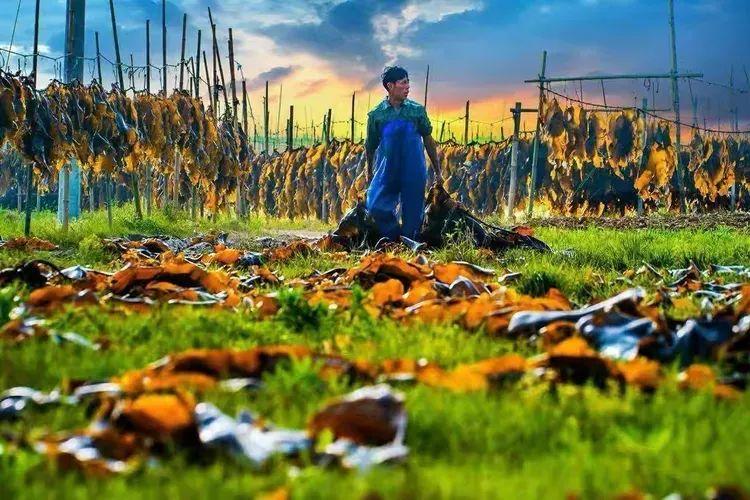 2025年独家一期/霞浦非遗妈祖文化节、海带季、滩涂风光摄影团