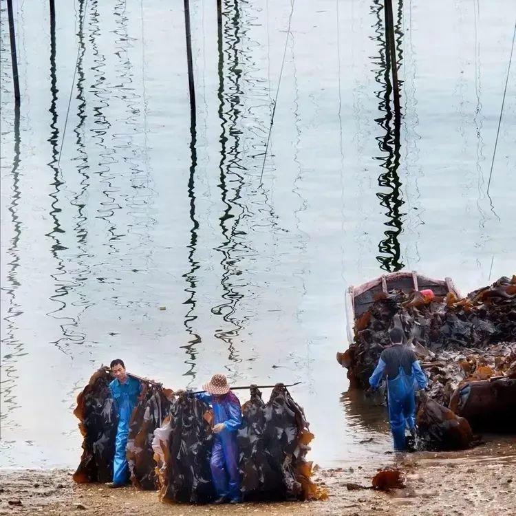 2025年独家一期/霞浦非遗妈祖文化节、海带季、滩涂风光摄影团
