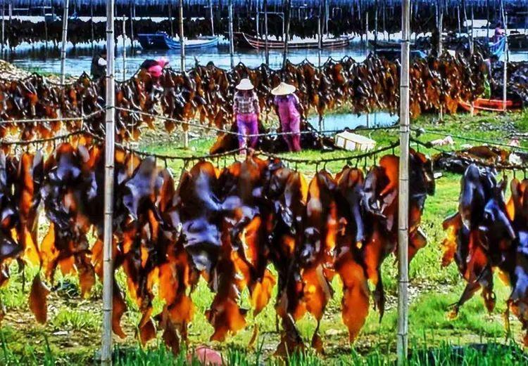 2025年独家一期/霞浦非遗妈祖文化节、海带季、滩涂风光摄影团