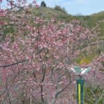 免费3天！玉潭樱花谷邀您共赏樱花啦→