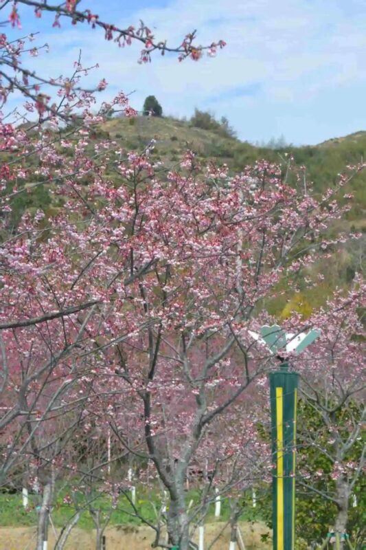 免费3天！玉潭樱花谷邀您共赏樱花啦→