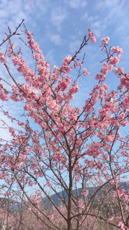 免费3天！玉潭樱花谷邀您共赏樱花啦→