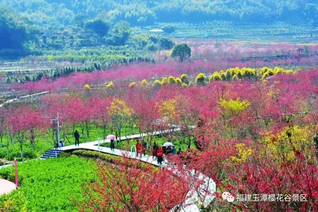 免费3天!玉潭樱花谷邀您共赏樱花啦→