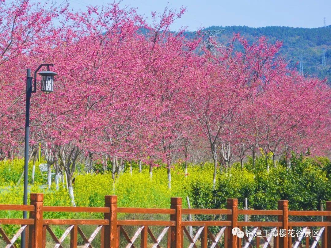 免费3天!玉潭樱花谷邀您共赏樱花啦→