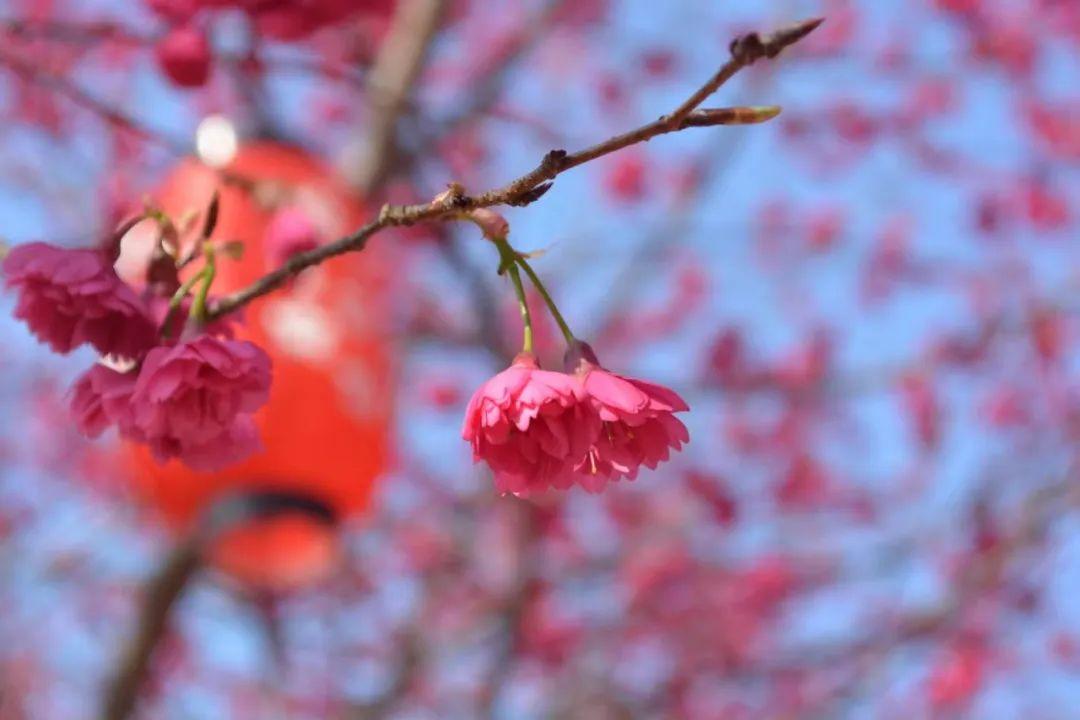 免费3天!玉潭樱花谷邀您共赏樱花啦→