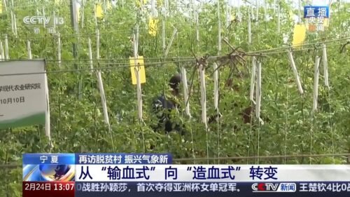 再访脱贫村 振兴气象新丨移民村变了新模样 闽宁镇里的“山海情”