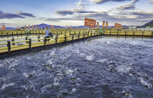 在全国乡村振兴大业中持续打造“宁德样板”