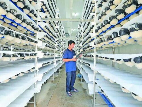 在全国乡村振兴大业中持续打造“宁德样板”