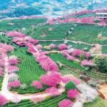 “让两岸农民同胞播撒更多希望的种子”