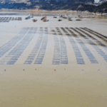 【食在山海间·寻味福建】霞浦海带苗有何“鲜”机?