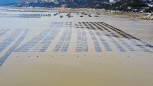 【食在山海间·寻味福建】霞浦海带苗有何“鲜”机?