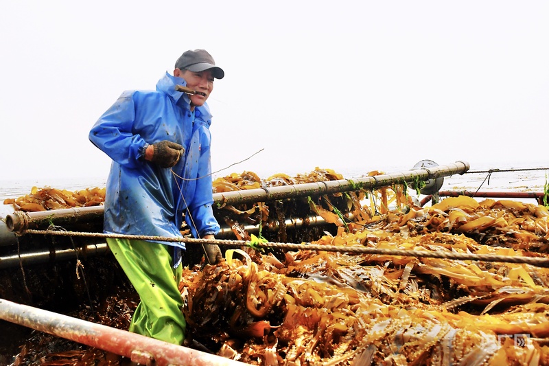 【食在山海间·寻味福建】霞浦海带苗有何“鲜”机?