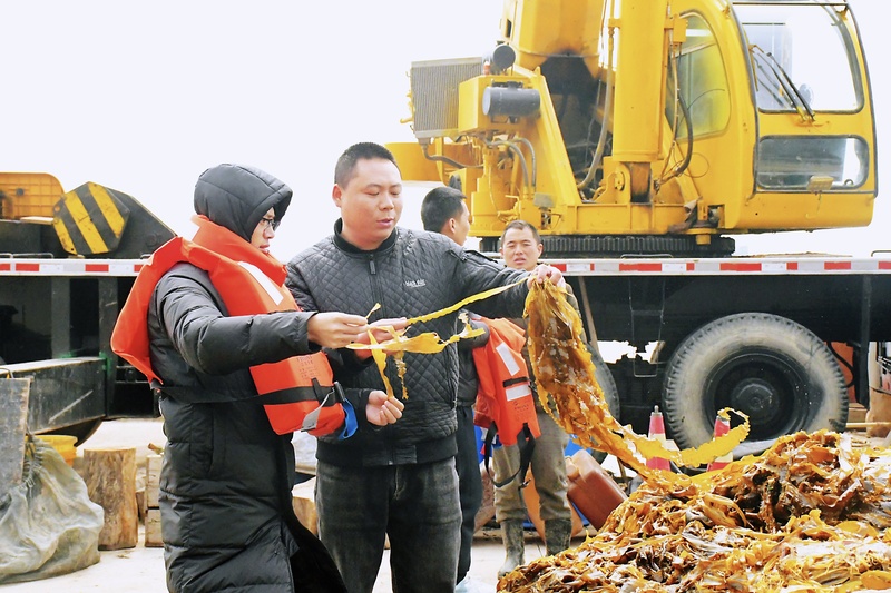 【食在山海间·寻味福建】霞浦海带苗有何“鲜”机?