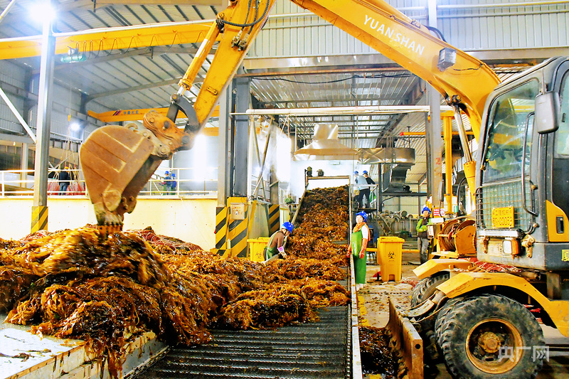 【食在山海间·寻味福建】霞浦海带苗有何“鲜”机?