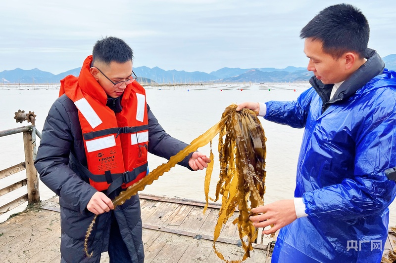 【食在山海间·寻味福建】霞浦海带苗有何“鲜”机?