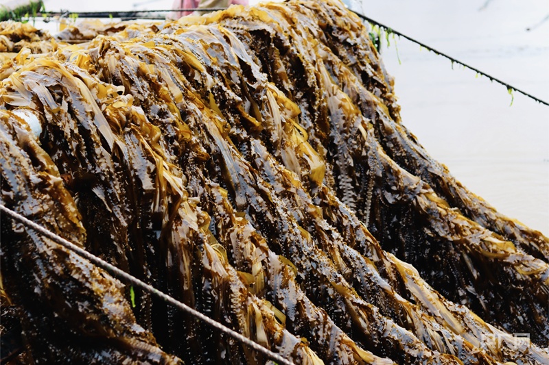 【食在山海间·寻味福建】霞浦海带苗有何“鲜”机?
