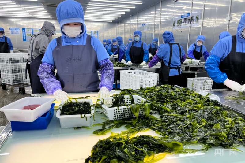 【食在山海间·寻味福建】霞浦海带苗有何“鲜”机?