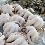 探秘福建三沙镇：白章鱼的传奇与渔港文化