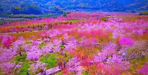 文旅部推出多条乡村旅游精品线路,宁德旅游线路榜上有名!