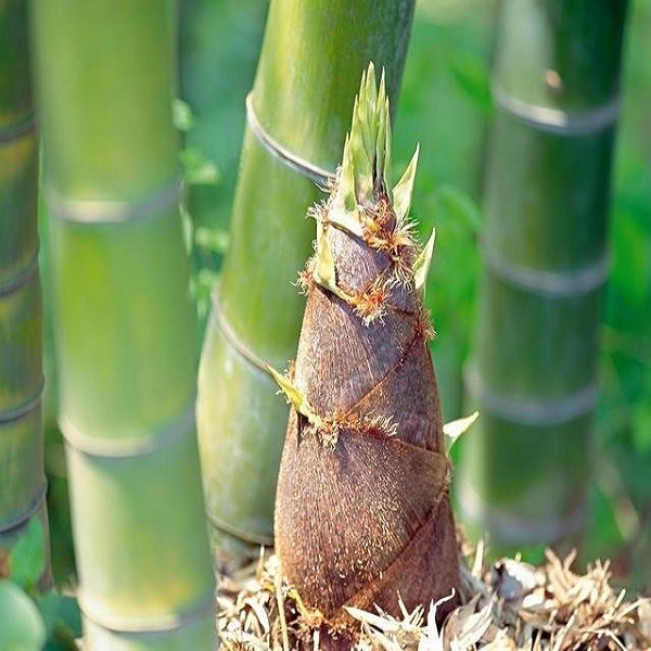 泰宁竹笋