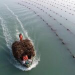 霞浦三沙镇海带养殖与智能化加工技术发展探析