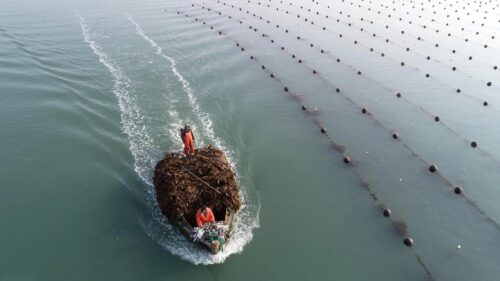 霞浦三沙镇海带养殖与智能化加工技术发展探析