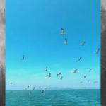 探索心中的海岛之旅