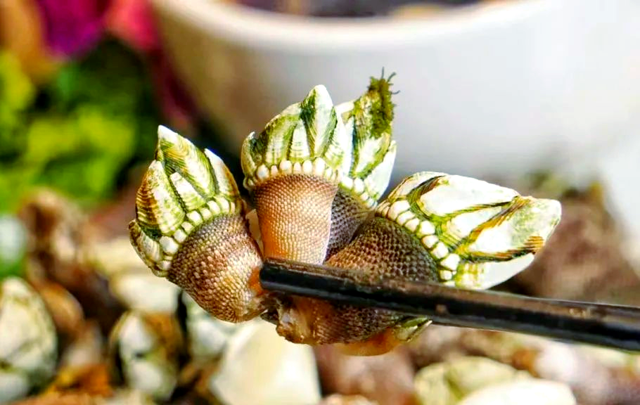 来霞浦,品味秋季海鲜盛宴,鲜味触手可及!