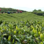 宁德福鼎白茶春茶采摘