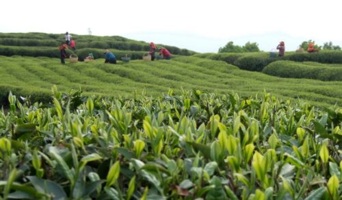 宁德福鼎白茶春茶采摘