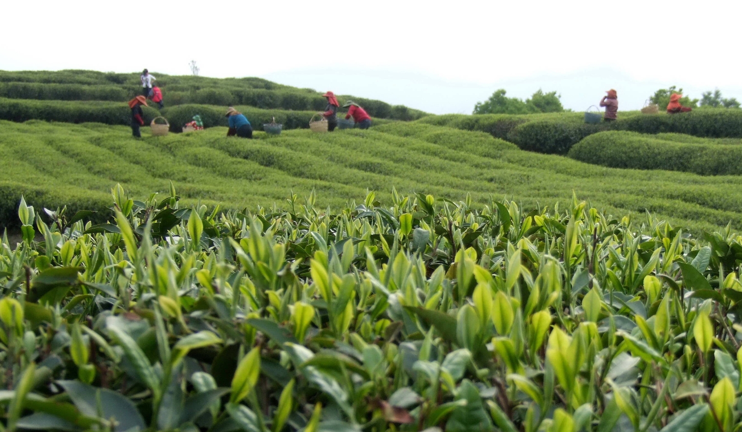 宁德福鼎白茶春茶采摘
