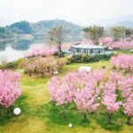 福建霞浦县樱花谷里的红火日子