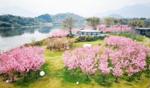 福建霞浦县樱花谷里的红火日子